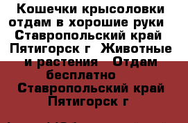 Кошечки-крысоловки отдам в хорошие руки - Ставропольский край, Пятигорск г. Животные и растения » Отдам бесплатно   . Ставропольский край,Пятигорск г.